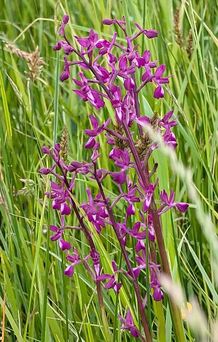 Anacamptis laxiflora  - Jacques Gilardin
