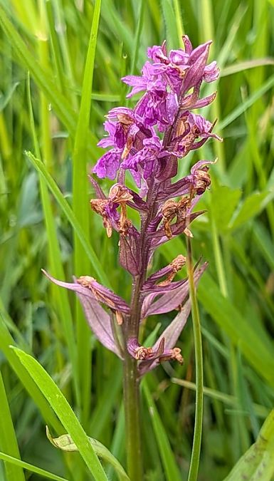 Dactylorhiza majalis  - Jacques Gilardin