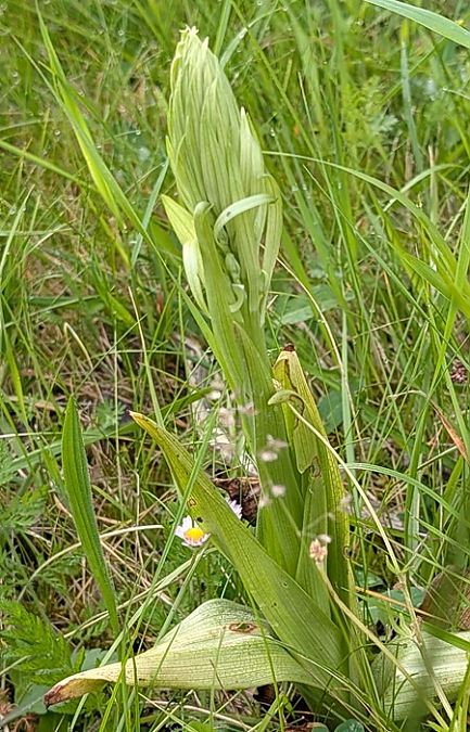 Himantoglossum hircinum  - Jacques Gilardin