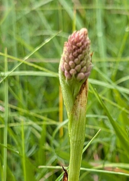 Anacamptis pyramidalis  - Jacques Gilardin