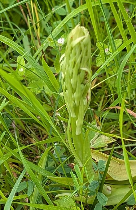 Himantoglossum hircinum  - Jacques Gilardin