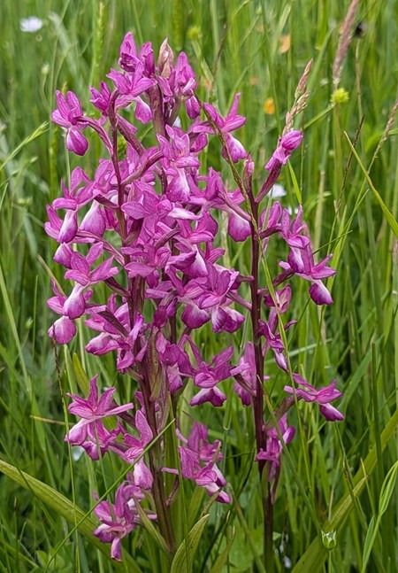 Anacamptis laxiflora  - Jacques Gilardin