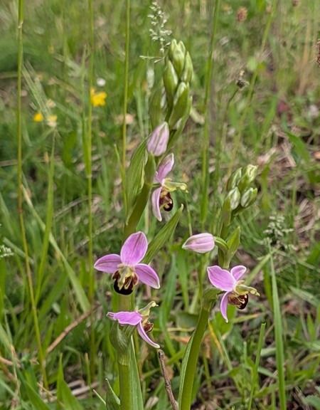 Ophrys apifera  - Jacques Gilardin