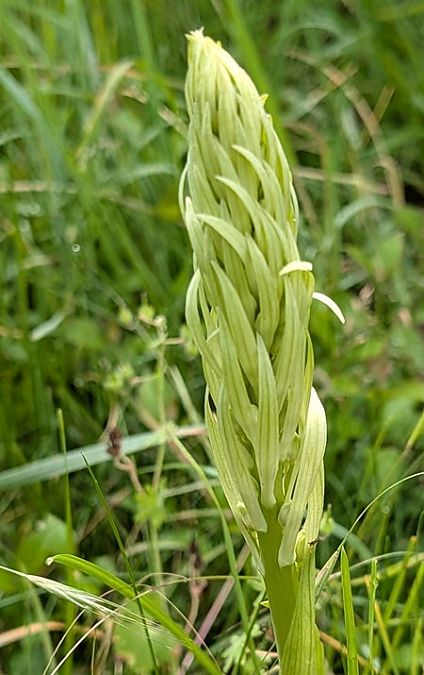 Himantoglossum hircinum  - Jacques Gilardin