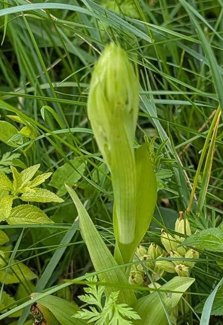 Himantoglossum hircinum  - Jacques Gilardin