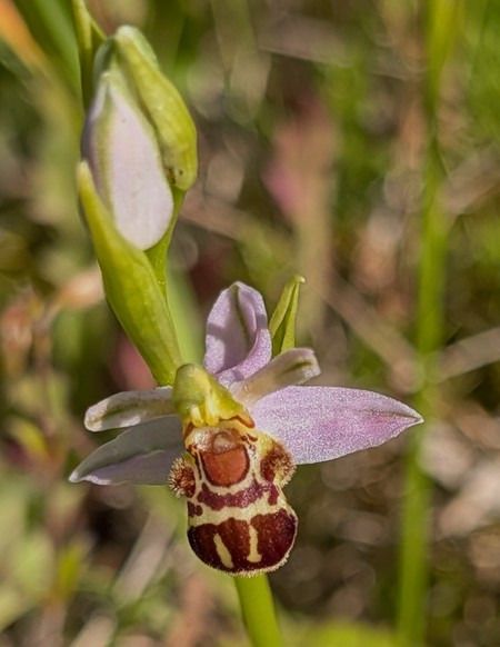 Ophrys apifera var. badensis  - Jacques Gilardin