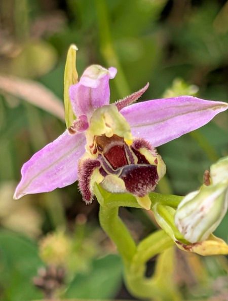 Ophrys apifera var. aurita  - Jacques Gilardin