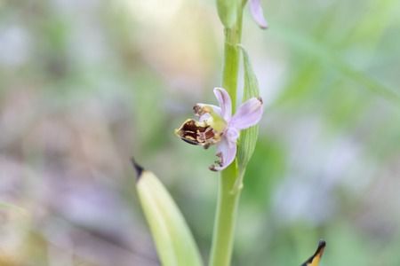 Ophrys apifera var. patinata  - Thomas Bernard