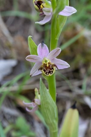 Ophrys apifera var. patinata  - Thomas Bernard