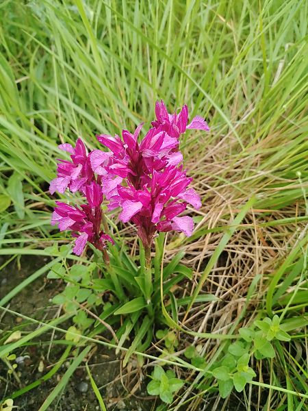 Anacamptis papilionacea  - Serge Kondryszyn