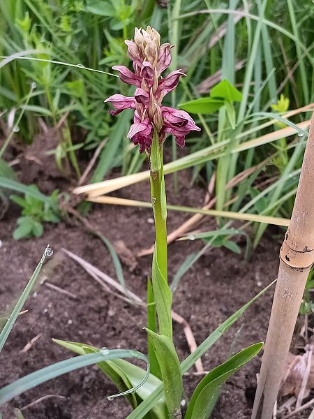 Anacamptis coriophora  - Pascale Speh