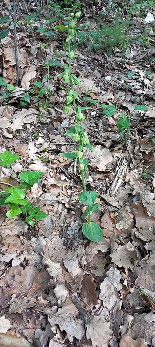 Epipactis provincialis  - Gerard Chassan