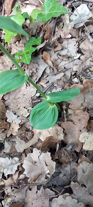 Epipactis provincialis  - Gerard Chassan