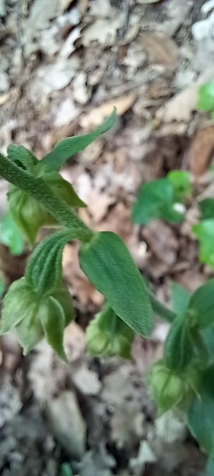 Epipactis provincialis  - Gerard Chassan