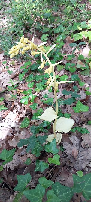 Epipactis provincialis  - Gerard Chassan