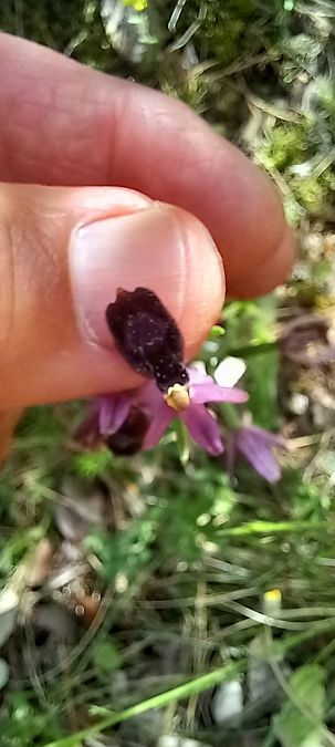 Ophrys saratoi  - Gerard Chassan