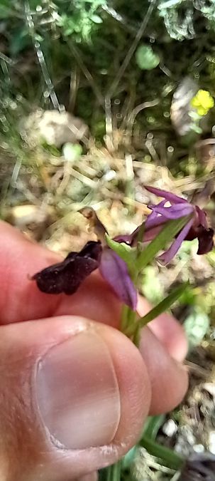 Ophrys saratoi  - Gerard Chassan
