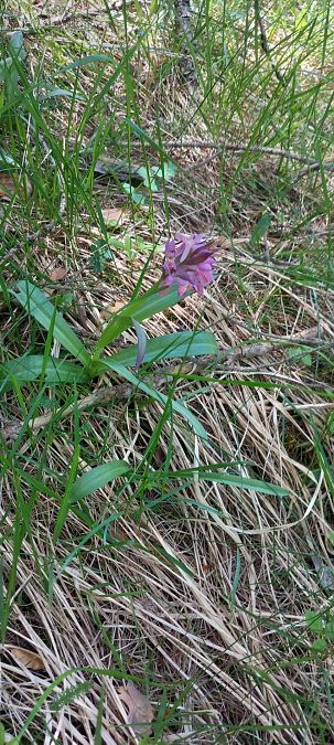 Dactylorhiza sambucina f. zimmermanii  - Gerard Chassan