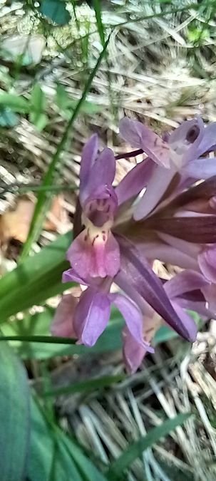 Dactylorhiza sambucina f. zimmermanii  - Gerard Chassan