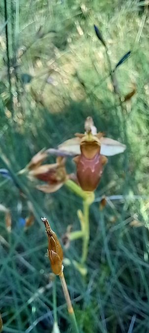 Ophrys corbariensis  - Gerard Chassan
