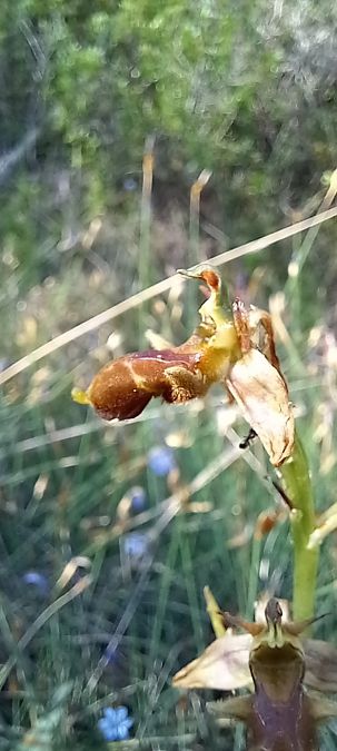 Ophrys corbariensis  - Gerard Chassan