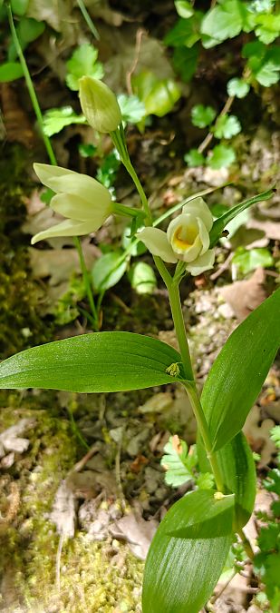 Cephalanthera damasonium  - Dominique Susini