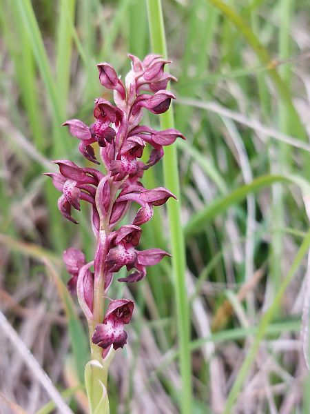 Anacamptis coriophora  - Alain Provost