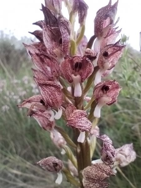 Anacamptis indet. coriophora  - Thomas Quartier