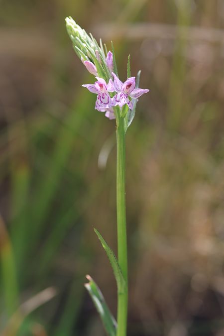 Dactylorhiza cyrnea  - Mathis Buriasco