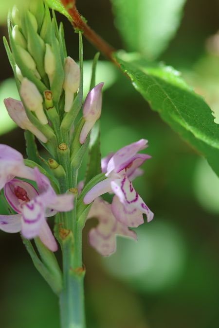Dactylorhiza cyrnea  - Mathis Buriasco