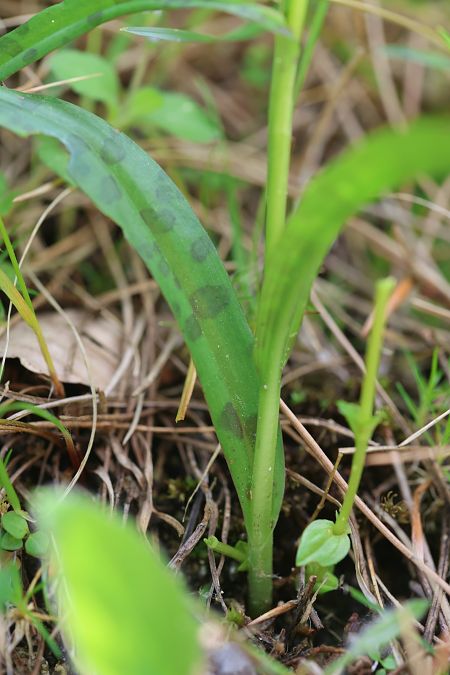 Dactylorhiza cyrnea  - Mathis Buriasco
