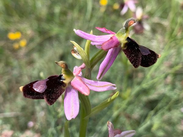 Ophrys aurelia  - Olivier Hirschy