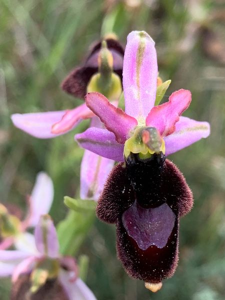 Ophrys aurelia  - Olivier Hirschy