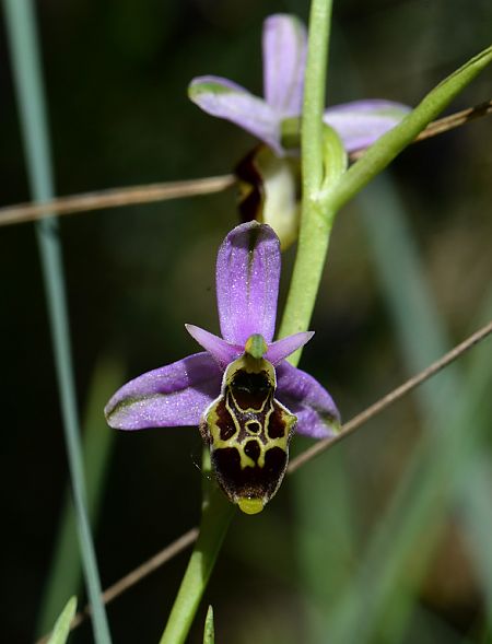 Ophrys indet. group. scolopax  - Michel Pansiot