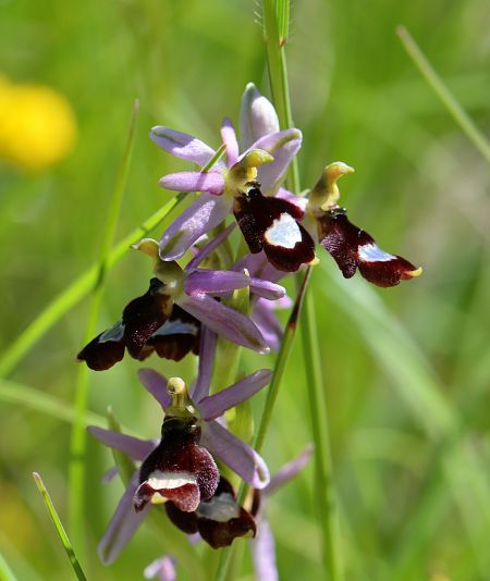 Ophrys aurelia  - Michel Pansiot