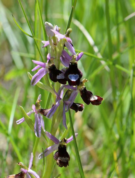 Ophrys aurelia  - Michel Pansiot