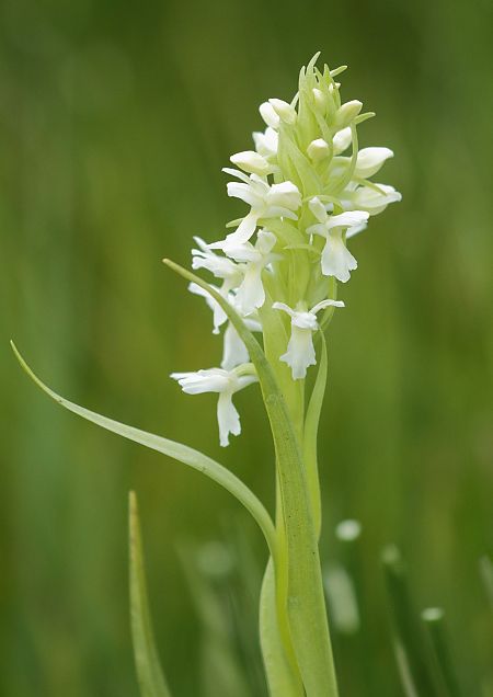 Dactylorhiza incarnata f. ochrantha  - Jean Valentin