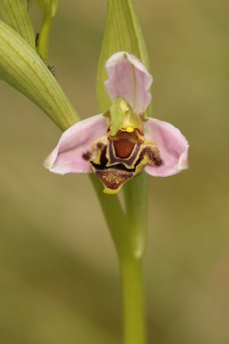 Ophrys apifera var. curviflora  - Jean Valentin