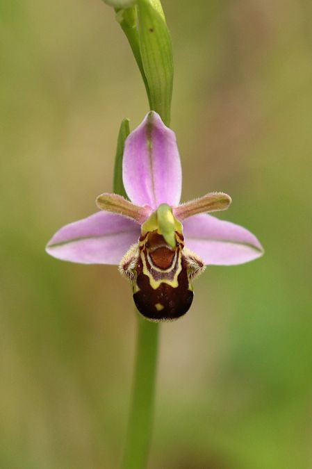 Ophrys apifera var. aurita  - Jean Valentin