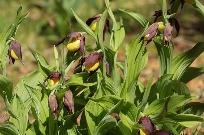 Cypripedium calceolus  - Jean Valentin
