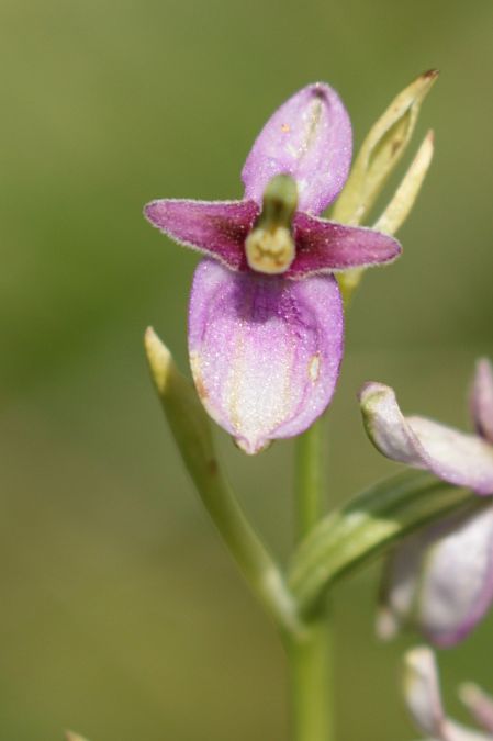 Ophrys apifera var. tilaventina  - Jean Valentin