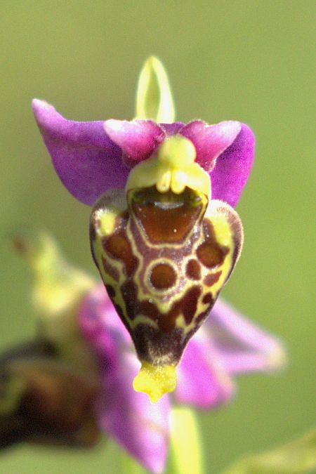 Ophrys gresivaudanica  - Jean Valentin