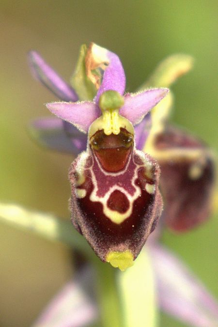 Ophrys gresivaudanica  - Jean Valentin