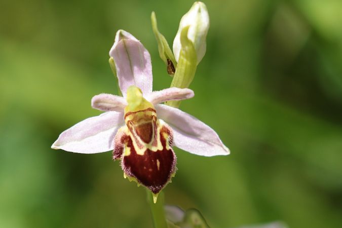 Ophrys apifera var. jurana  - Jean Valentin
