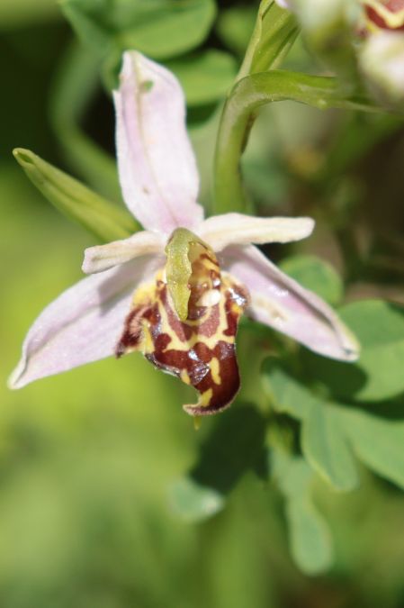 Ophrys apifera var. friburgensis  - Jean Valentin