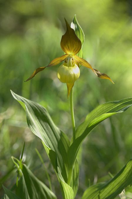 Cypripedium calceolus  - Jean Valentin