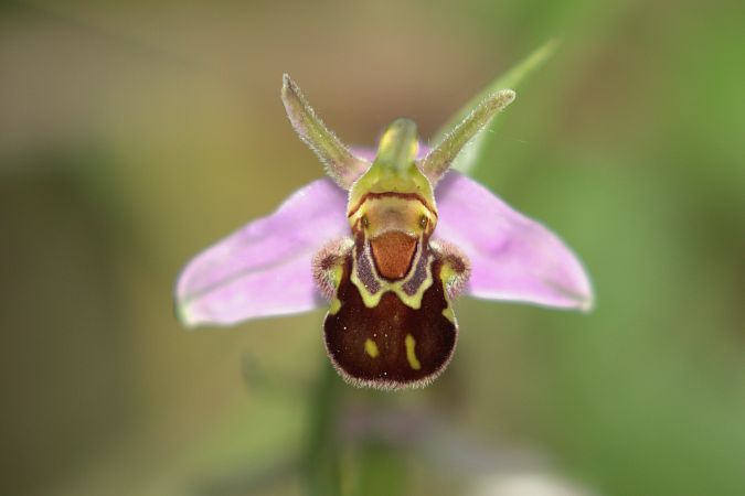 Ophrys apifera var. aurita  - Jean Valentin