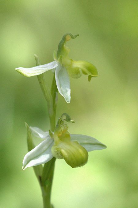 Ophrys apifera f. chlorantha  - Jean Valentin