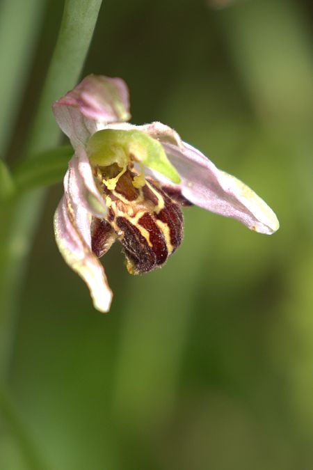 Ophrys apifera var. friburgensis  - Jean Valentin