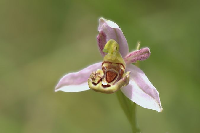 Ophrys apifera var. patinata  - Jean Valentin